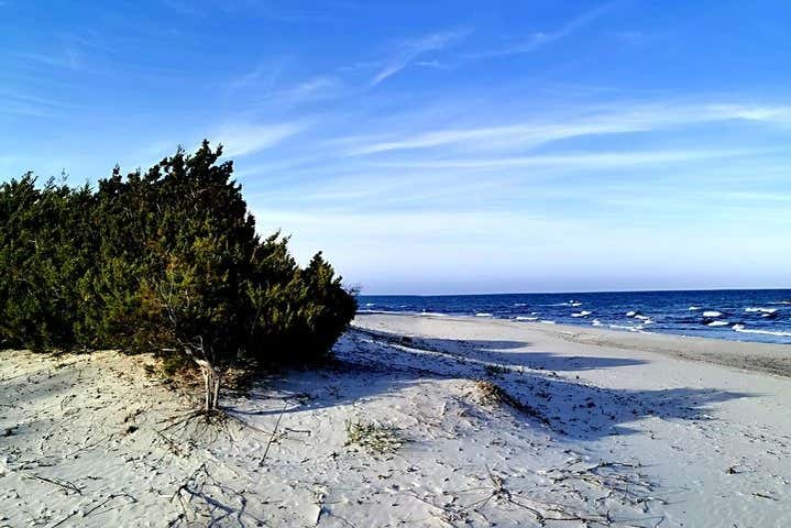 Dunas y arbustos
