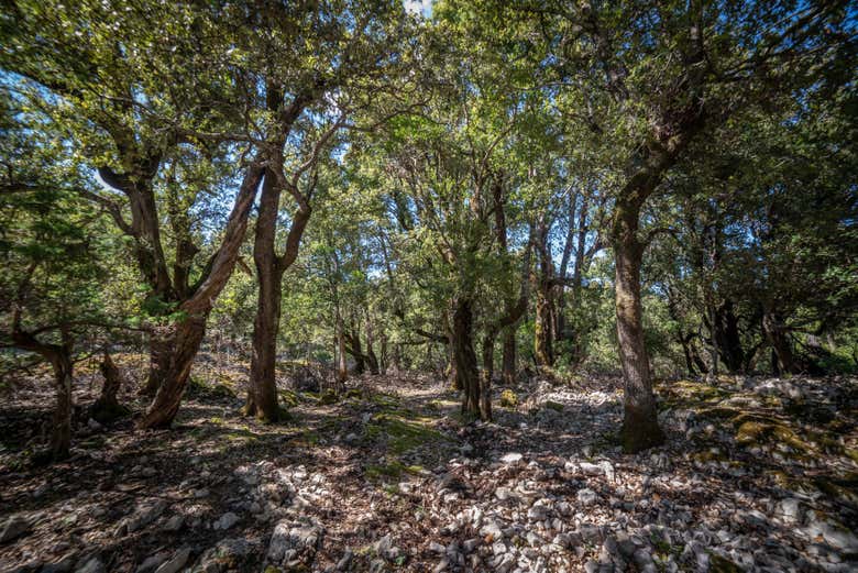 Profitez d'une randonnée en pleine nature