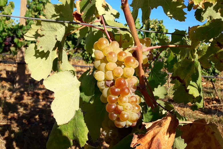 Goûtez le vin de la région !