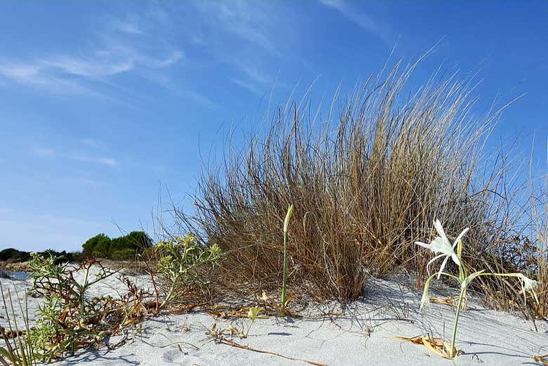 Flora growing in the dunes of Baronia
