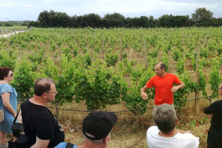 Découvrez la culture du raisin Cannonau 