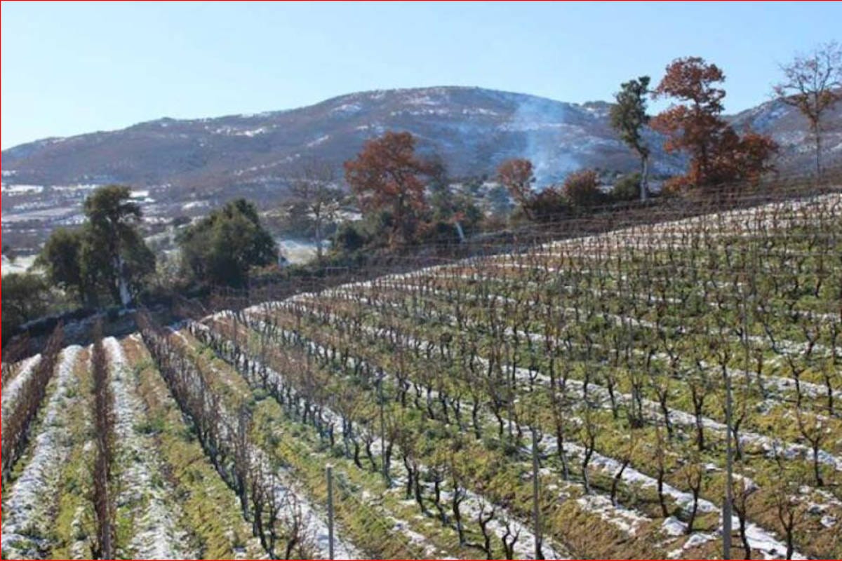 Viñedos de Mamoiada