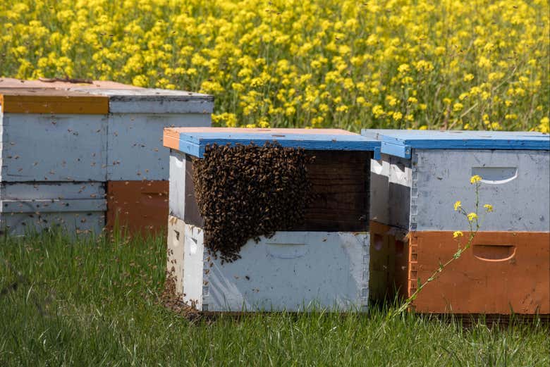 A hive full of bees next to the flowers