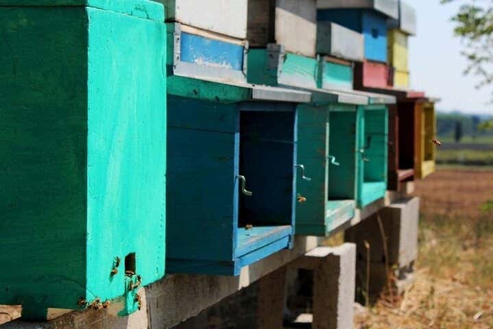 Instalaciones de la granja apícula