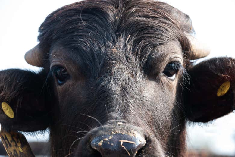 Una simpática búfala