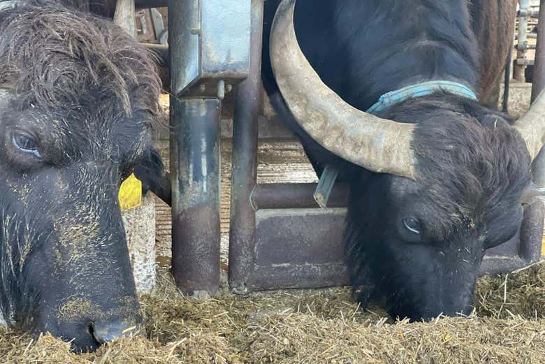 Animales de la granja