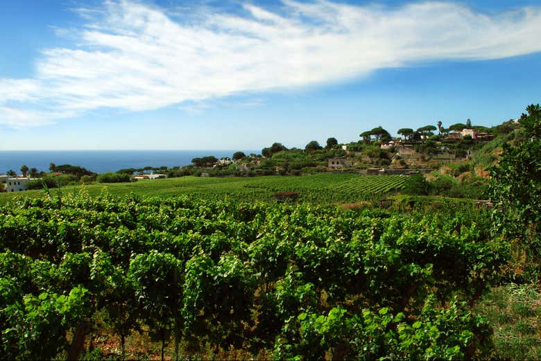 Vista su alcuni vigneti