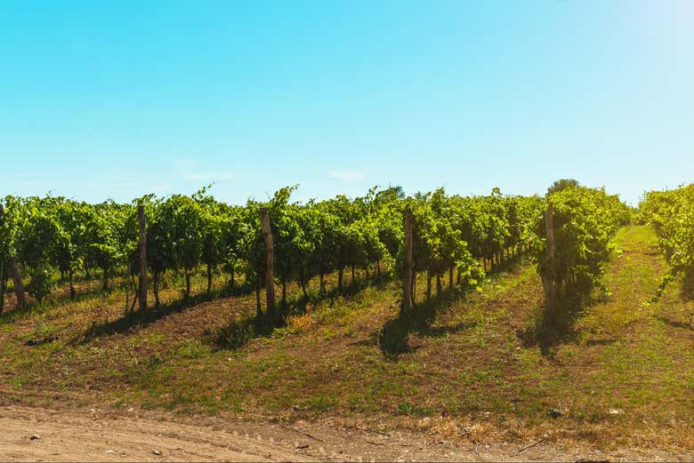 Visiteremo i vigneti