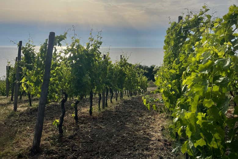 Visita ai vigneti