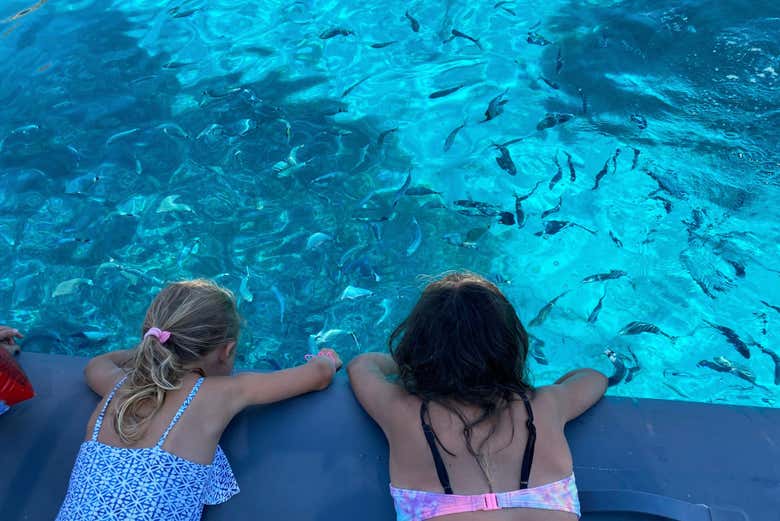 Observe the fishes during the speedboat ride