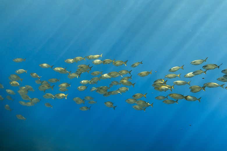 Cardume de peixes
