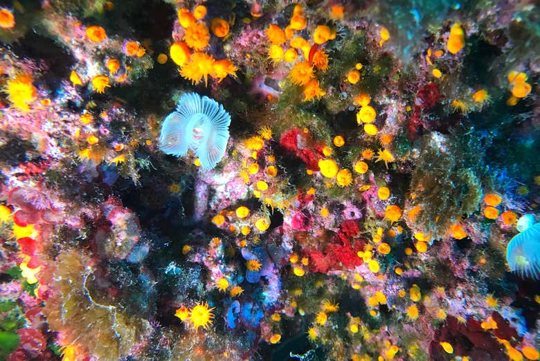 Il coloratissimo fondale di Palermo