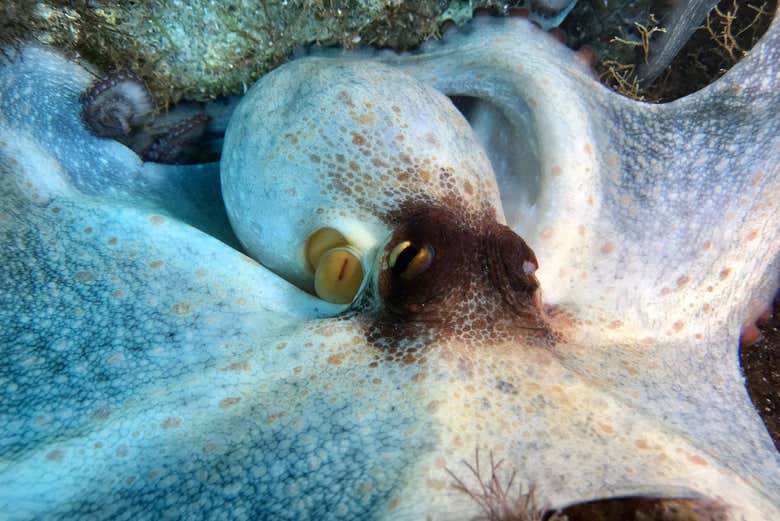 Un grande polpo su una roccia