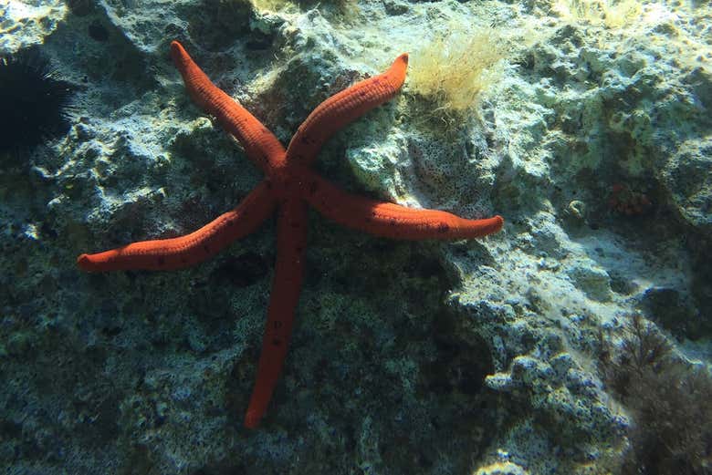 Una bellissima stella marina