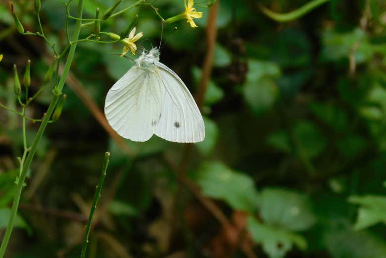 Una delicata farfallina