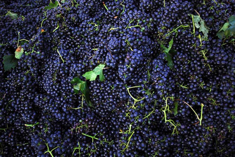 Uva para lambrusco