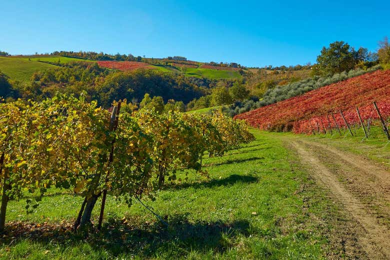 Viñedos en Parma