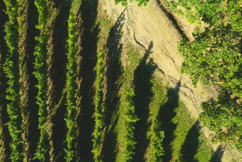 El método Guyot de cultivo