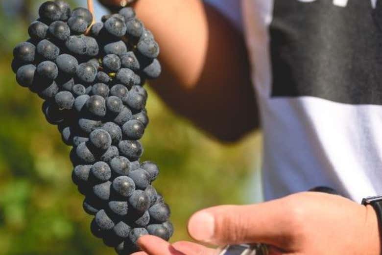 Une grappe de raisin