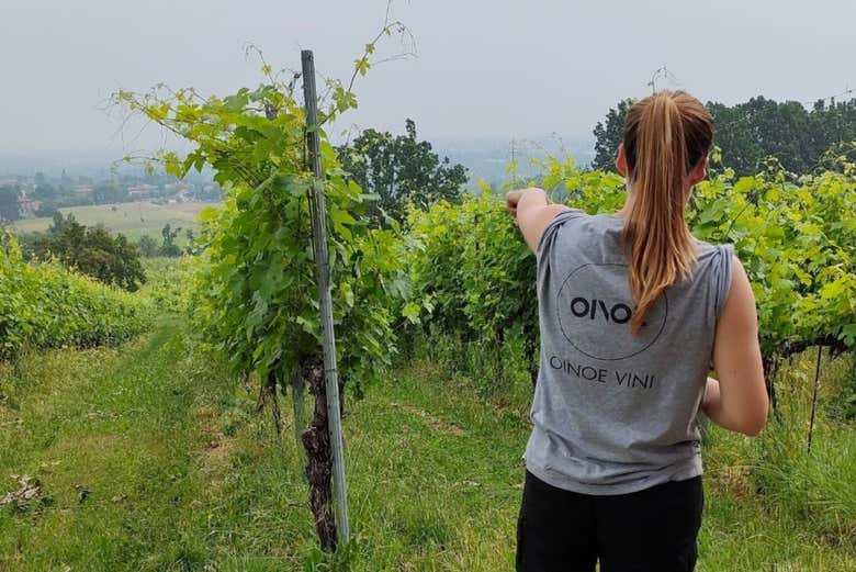 Promenade dans les vignobles d'Oinoe La Città del Vino