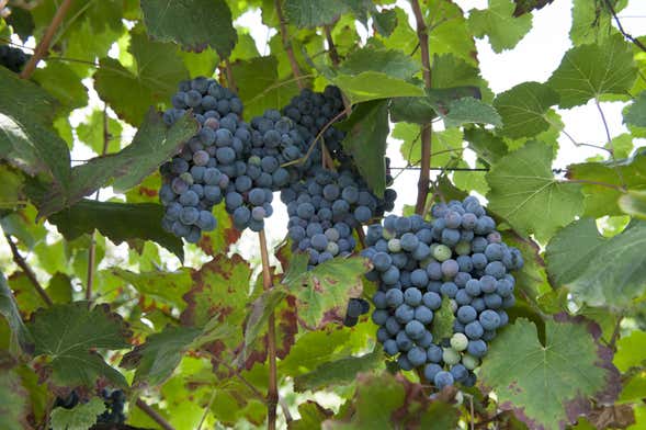Visita a una bodega de lambrusco
