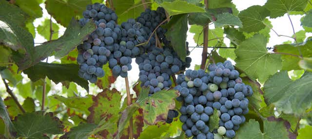 Visita a una bodega de lambrusco