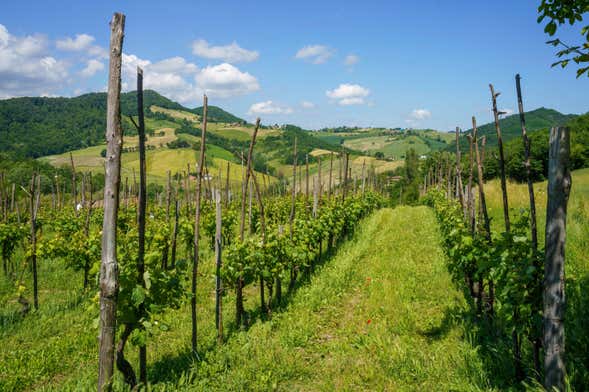 Visita a la bodega Oinoe La Città del Vino
