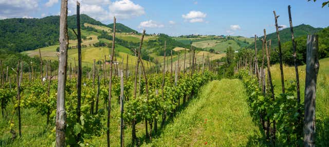 Visita à vinícola Oinoe La Città del Vino