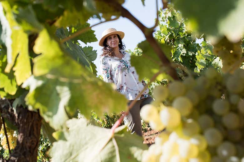Vignoble de Partinico
