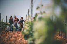 Partinico Winery Visit