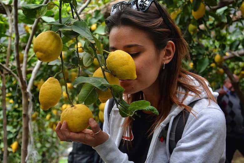 Limoneros en el Valle delle Ferriere