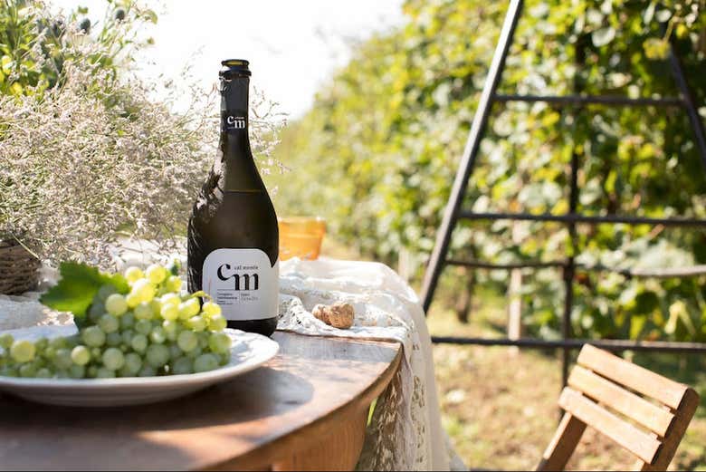Bodega Cal Monda