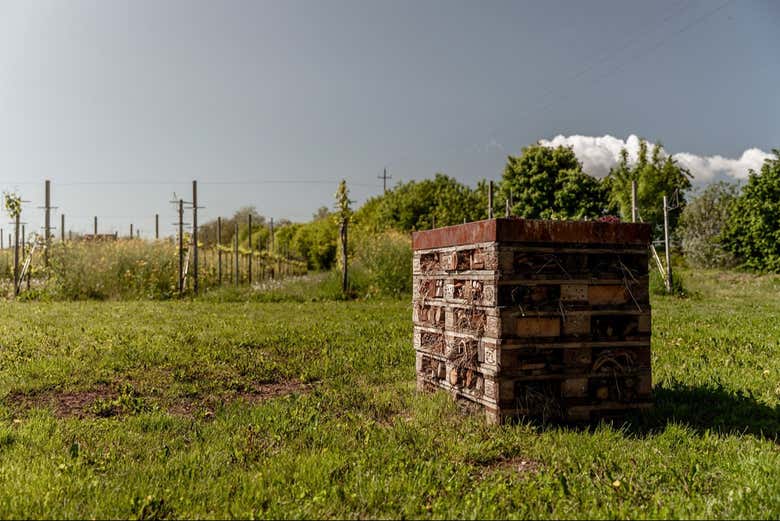 Campos que rodean la bodega Cal Monda