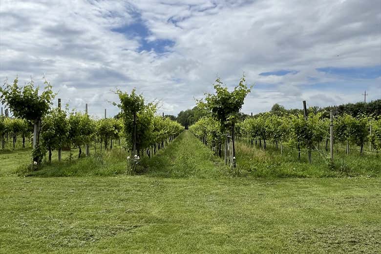 Make the most of your time in the Cal Monda winery