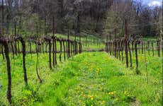 Visita a la bodega Cal Monda