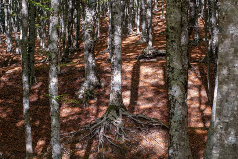 Bosques del monte Faito