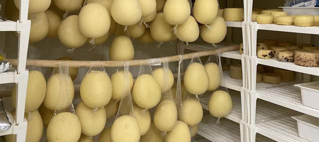 Mozzarella Workshop in Pisa