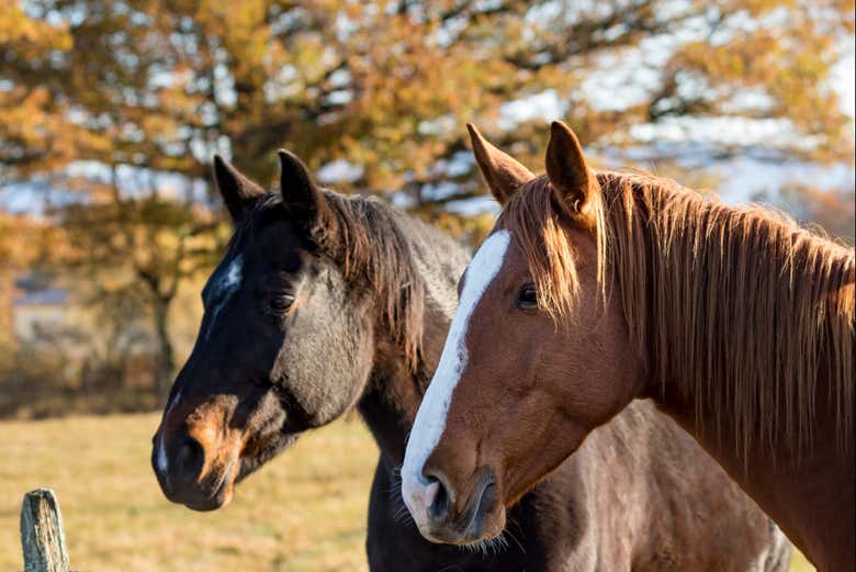 Horses leaving the stable