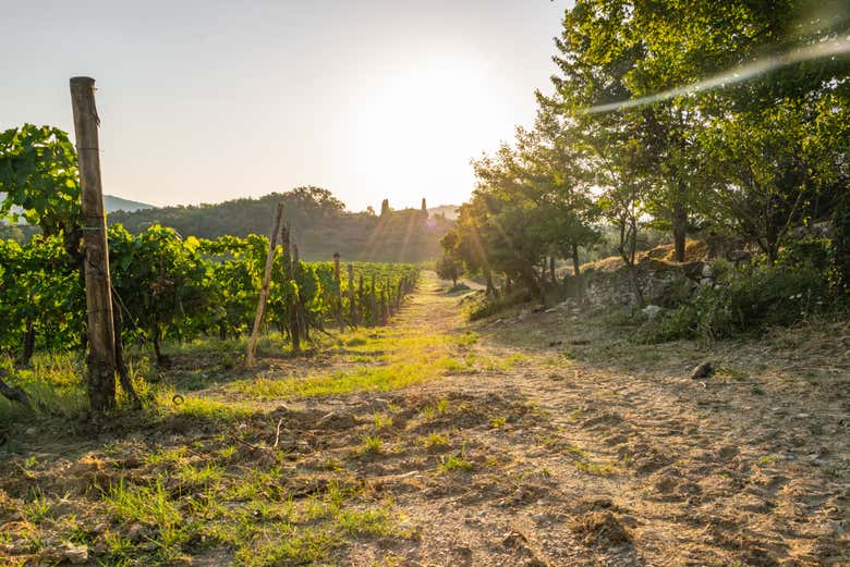 Vignes de la Vallée du Chianti