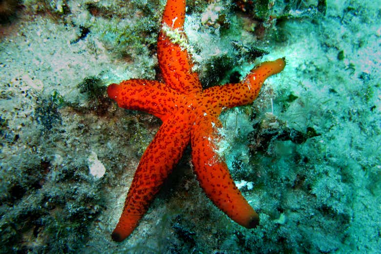 Una estrella de mar