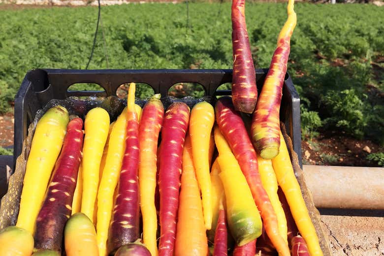 Des carottes colorées tout juste récoltées