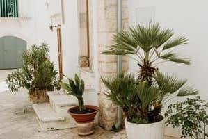 Piante all'ingresso delle case a Polignano a Mare