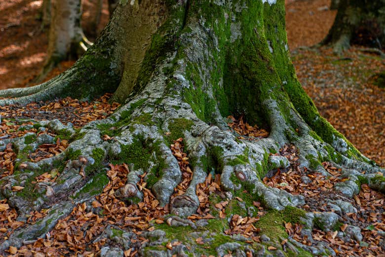 Beech tree roots
