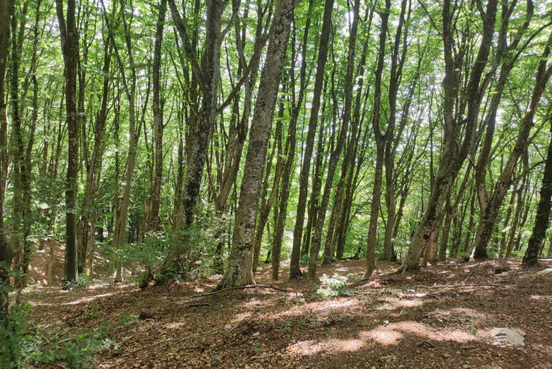 Take in the regional vegetation