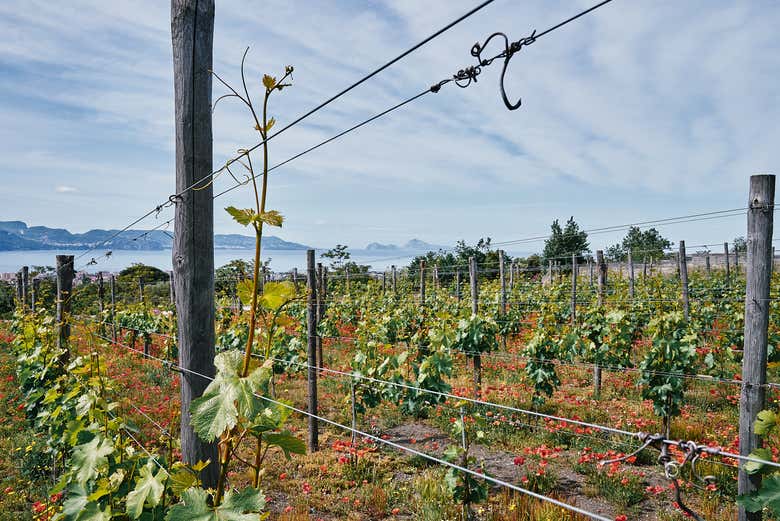 See vineyards at the base of Mt. Vesuvius