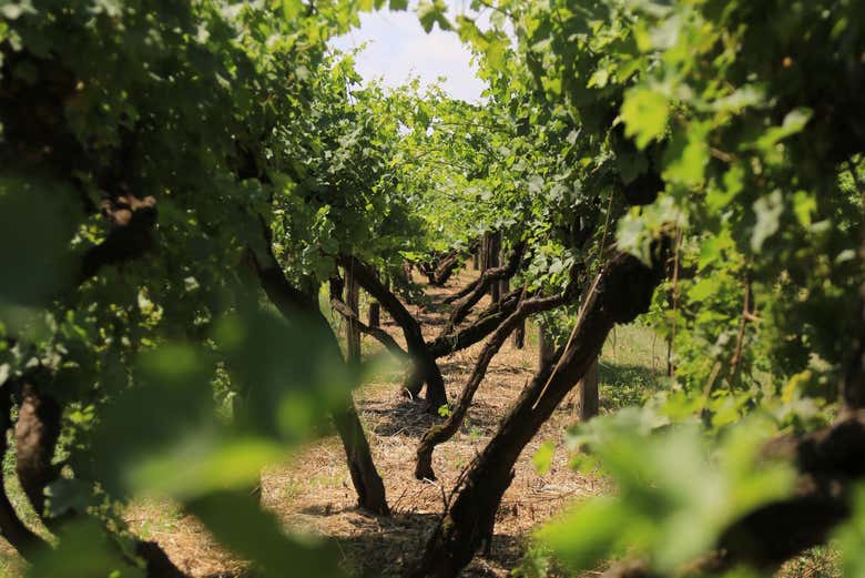 Explore beautiful vineyards