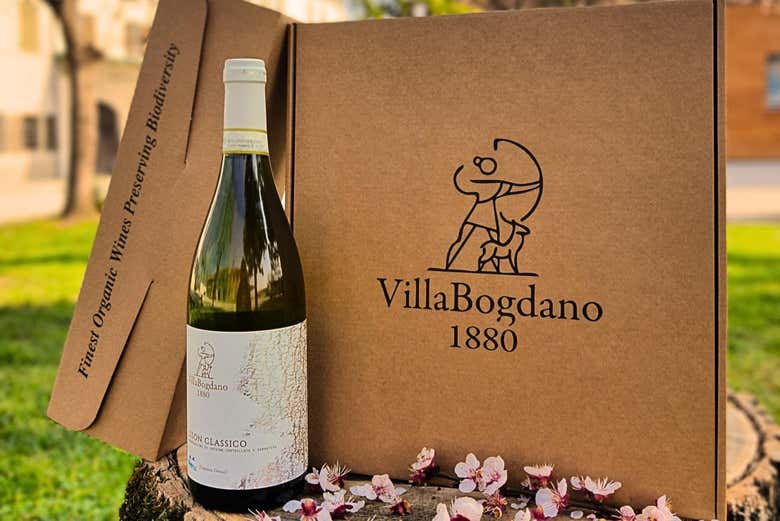 Visit the Villa Bogdano 1880 winery
