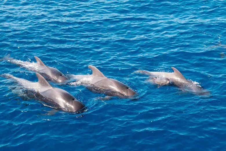 Spot dolphins!