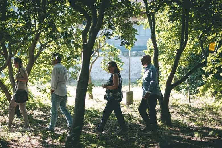 Passearemos entre árvores frutíferas 