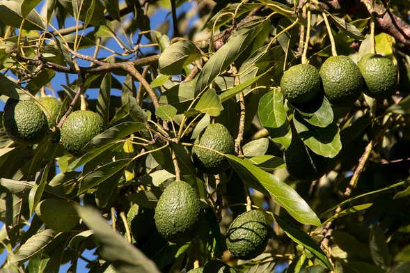 Visita a uma fazenda agrícola de frutas tropicais com degustação